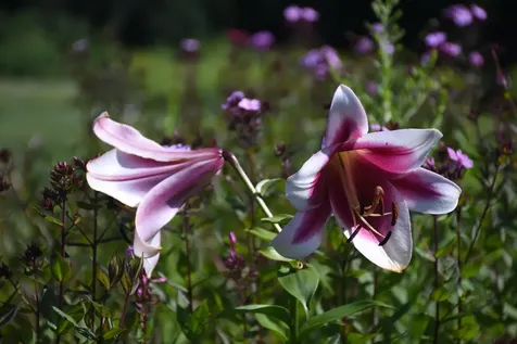 1078 Brook Road Marshfield VT 05658