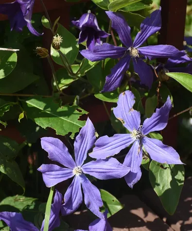 1078 Brook Road Marshfield VT 05658