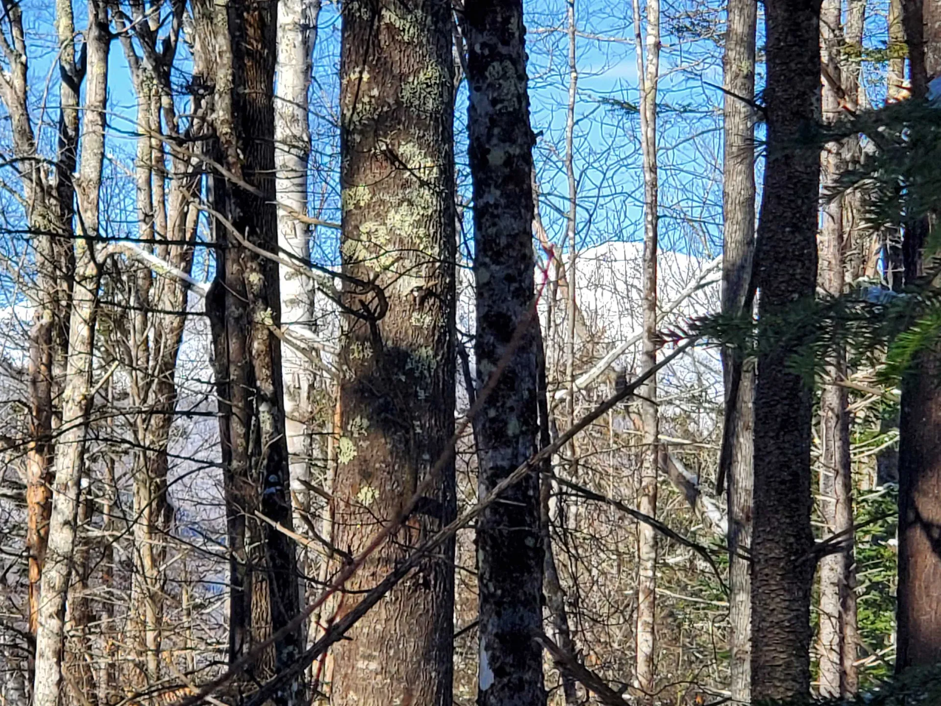 00 Tin Mine Road Jackson NH 03846