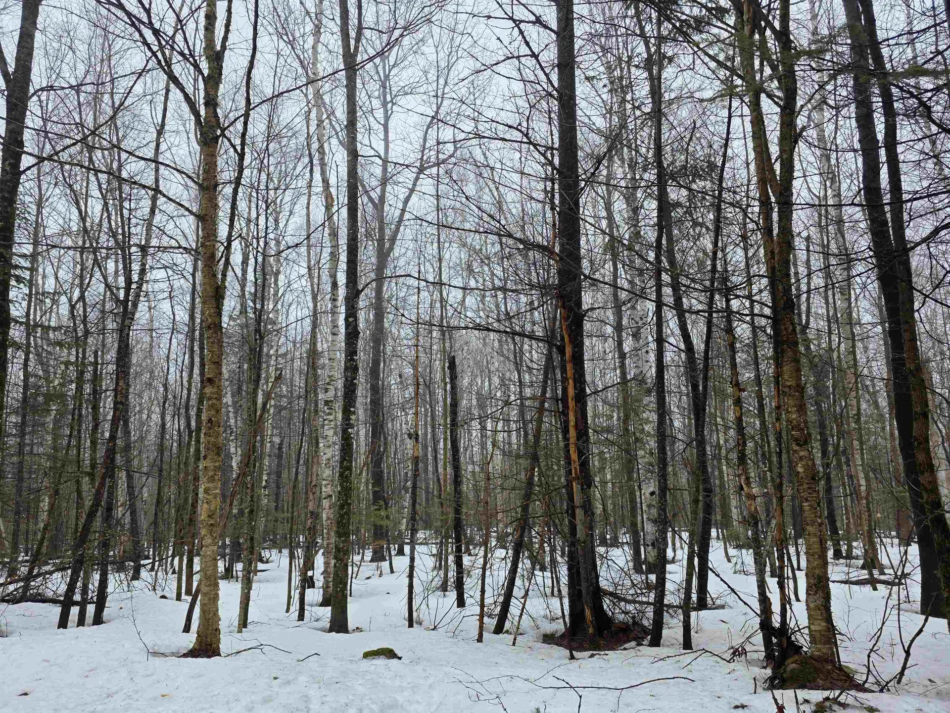 1500 Allard Hill Road Wheelock VT 05851