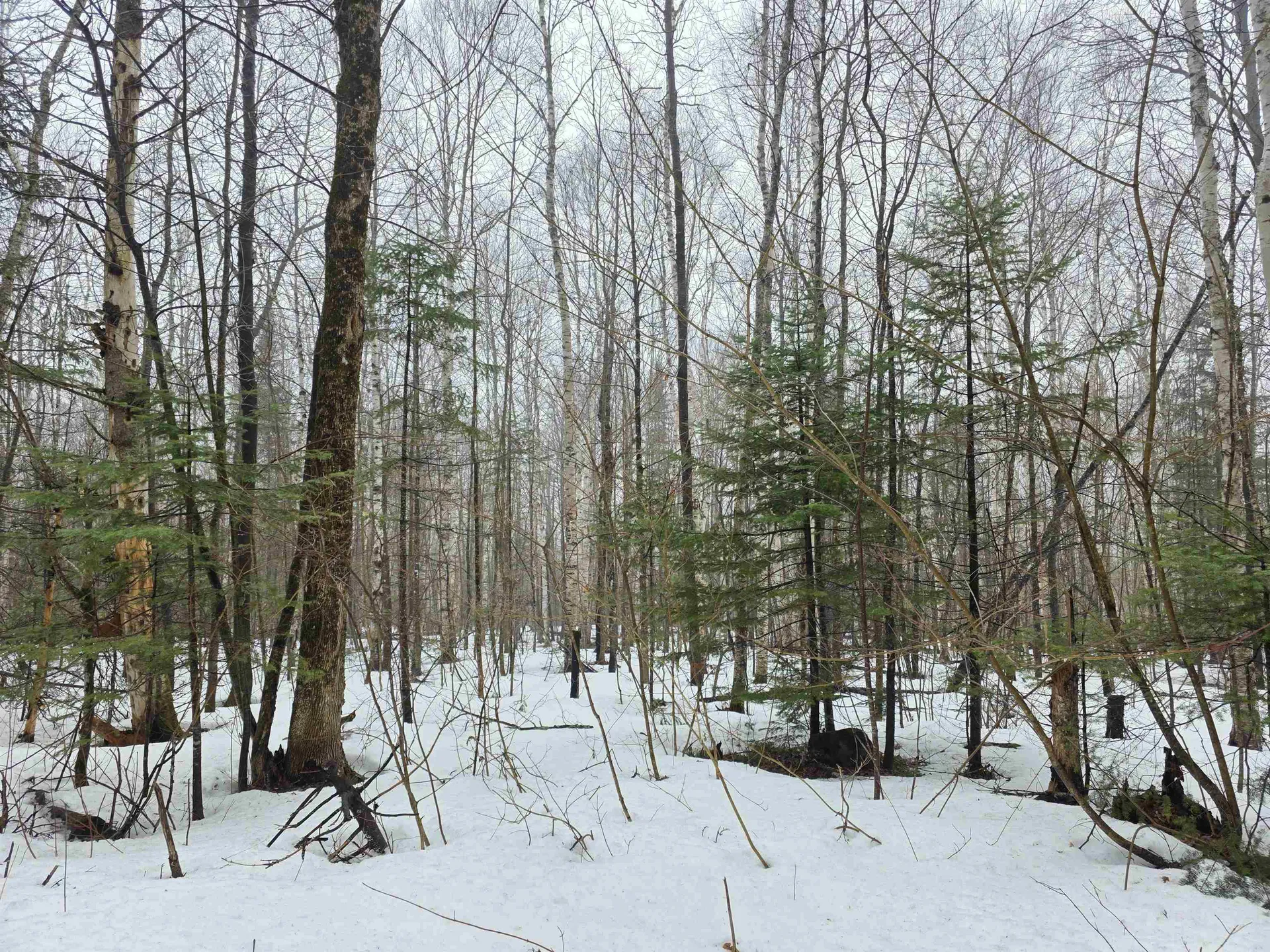 1500 Allard Hill Road Wheelock VT 05851