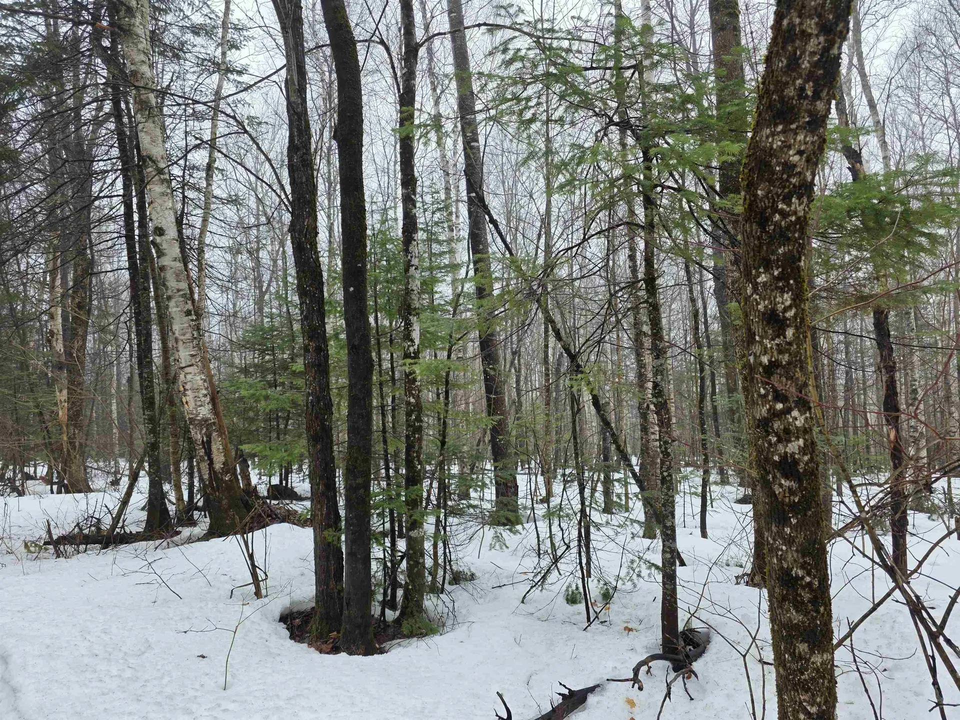 1500 Allard Hill Road Wheelock VT 05851