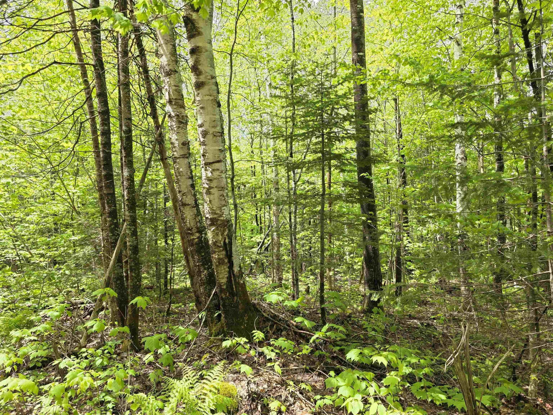 1500 Allard Hill Road Wheelock VT 05851