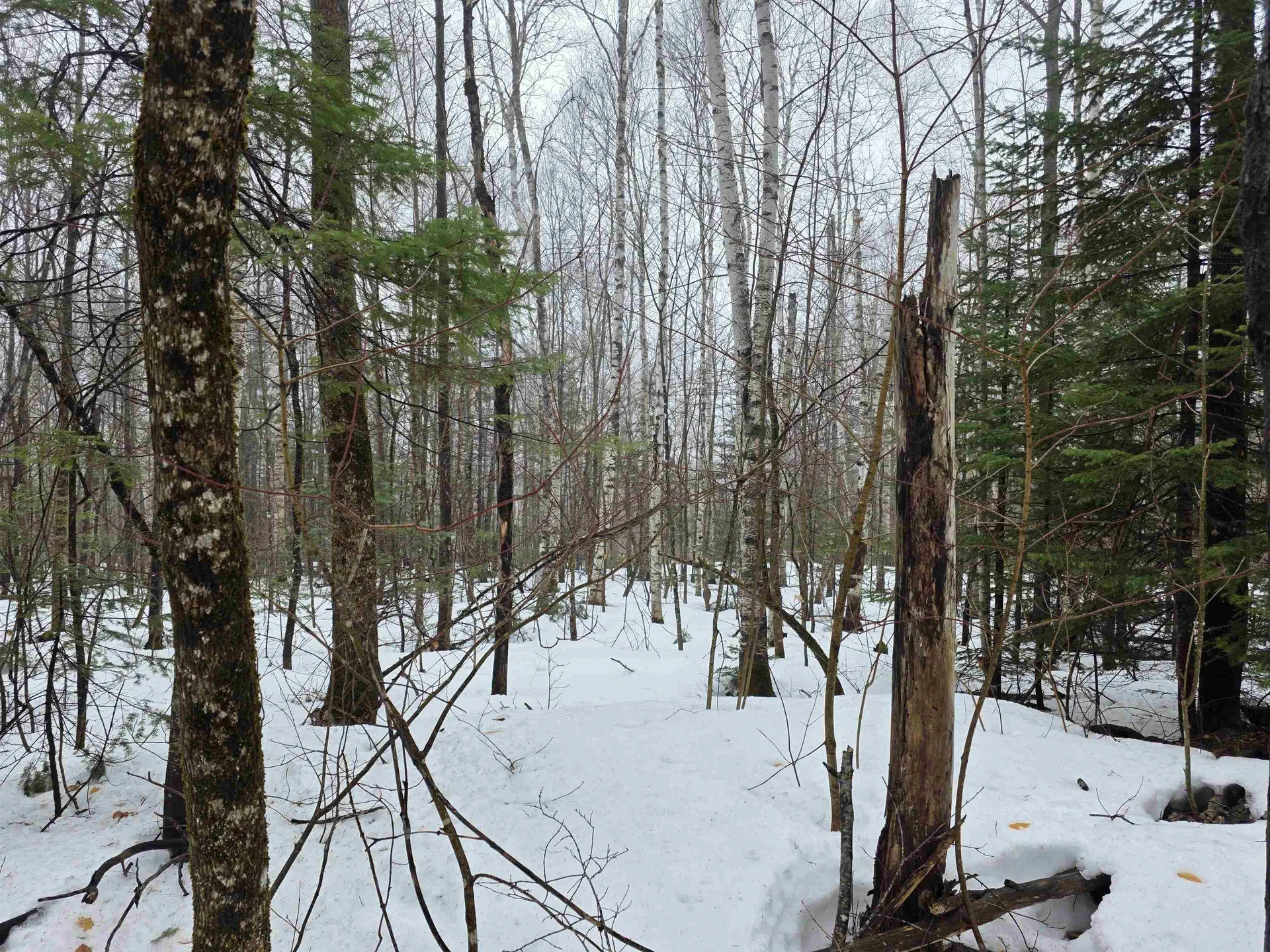 1500 Allard Hill Road Wheelock VT 05851