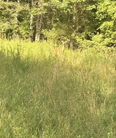 420 Gale Chandler Road Landaff NH 03585