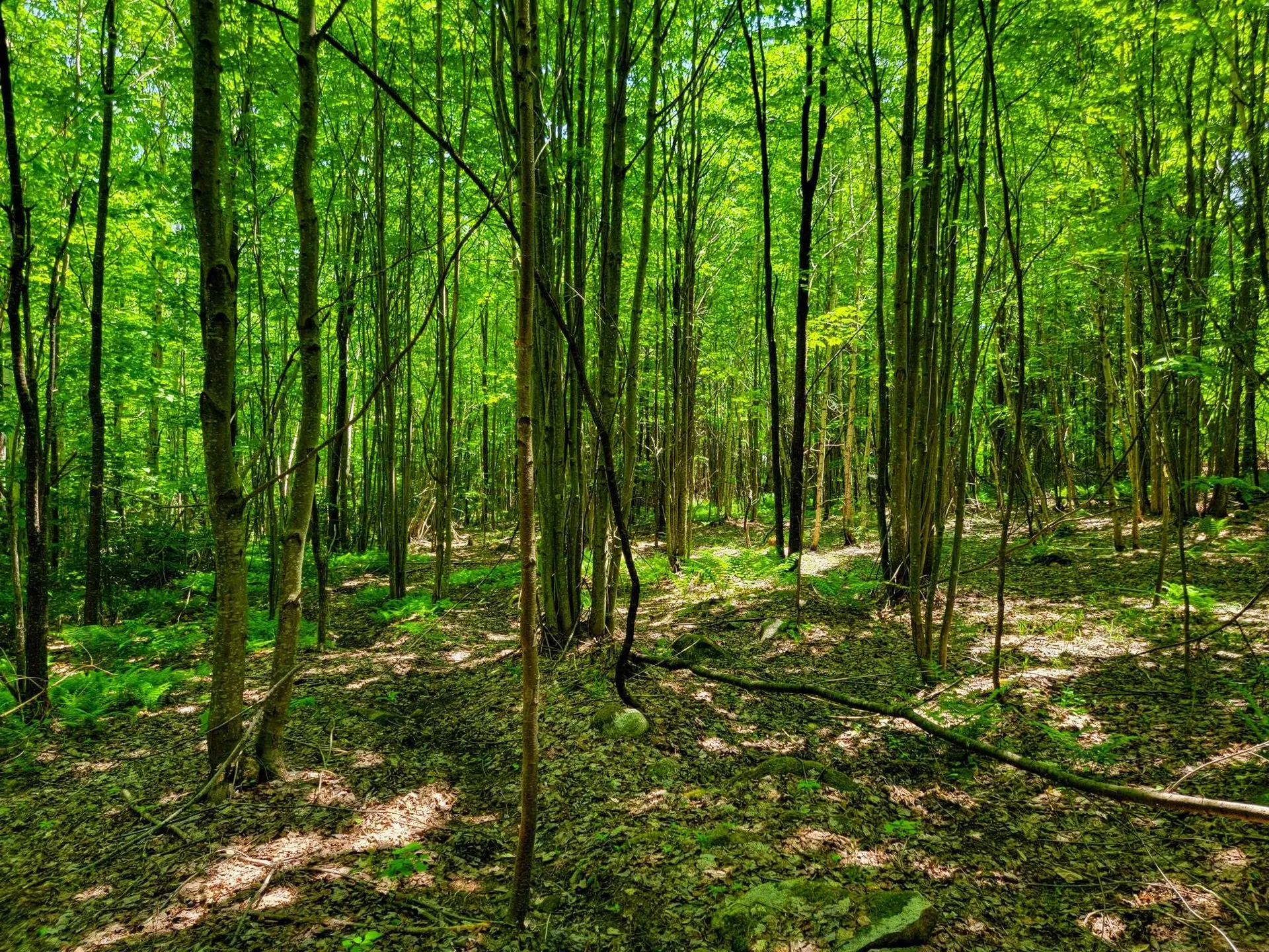 280 Gorham Hill Road Gorham NH 03581