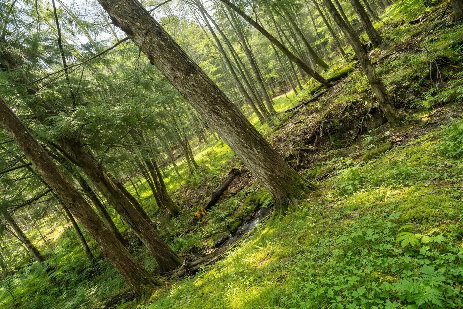 223 Deming Road Enosburg VT 05450