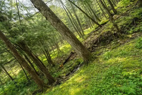 223 Deming Road Enosburg VT 05450