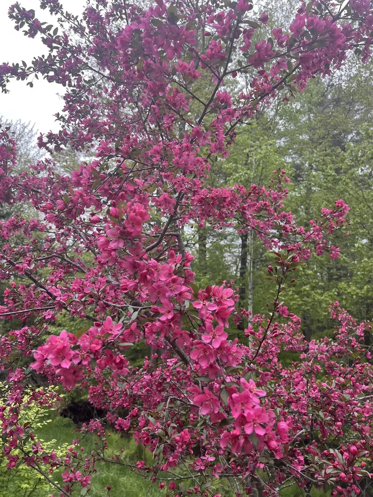 83 Jackson Drive Washington NH 03280