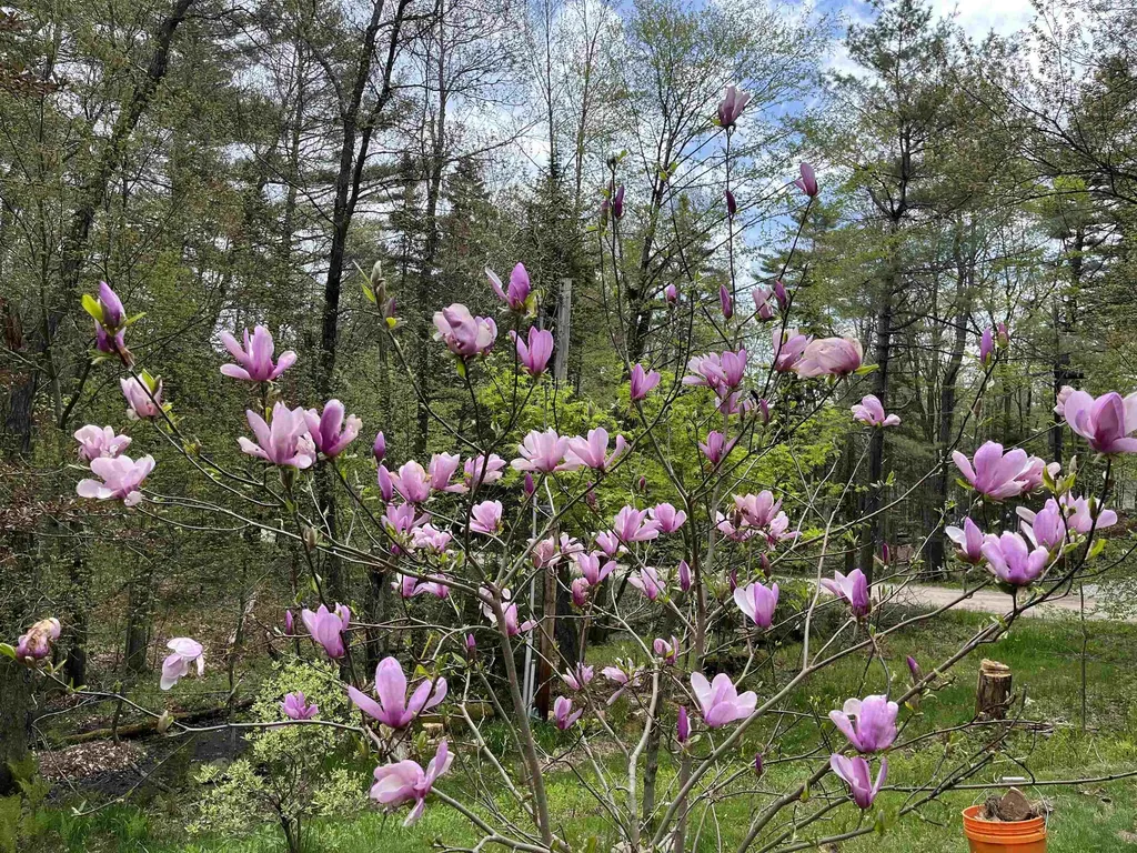 83 Jackson Drive Washington NH 03280