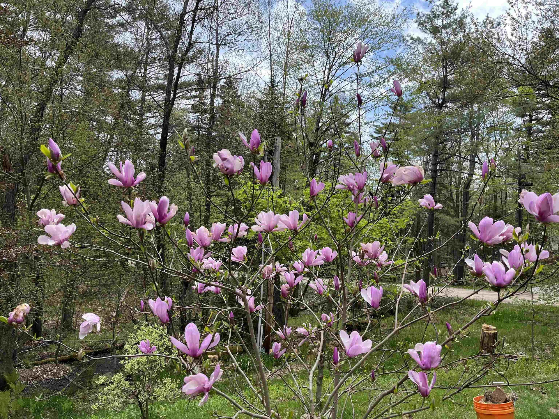 83 Jackson Drive Washington NH 03280