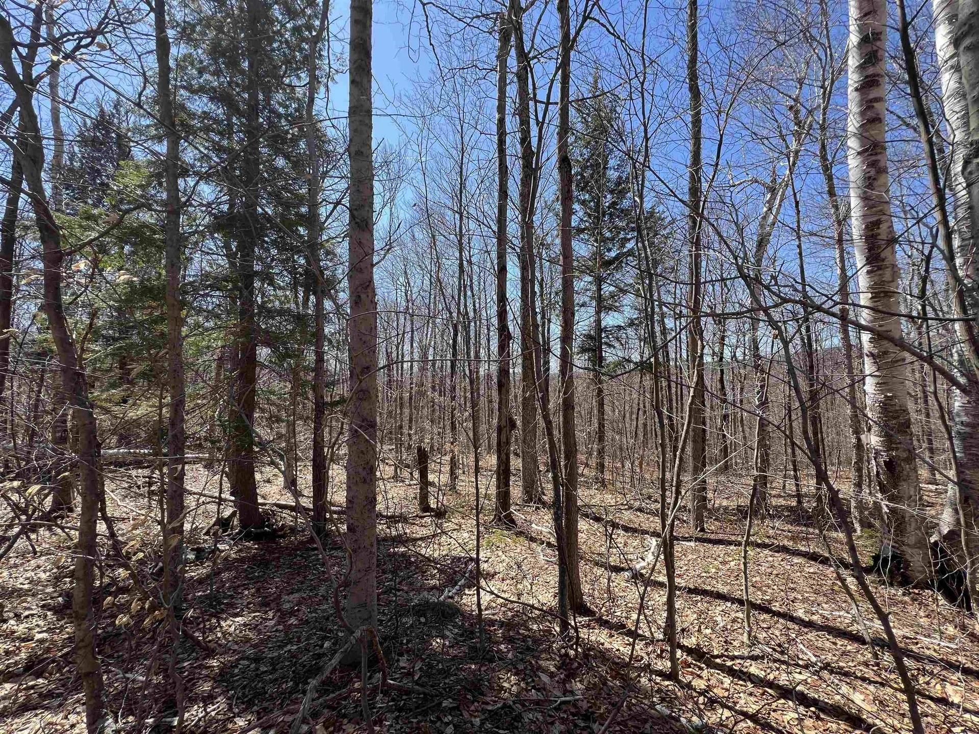 Forrester Road Jamaica VT 05343