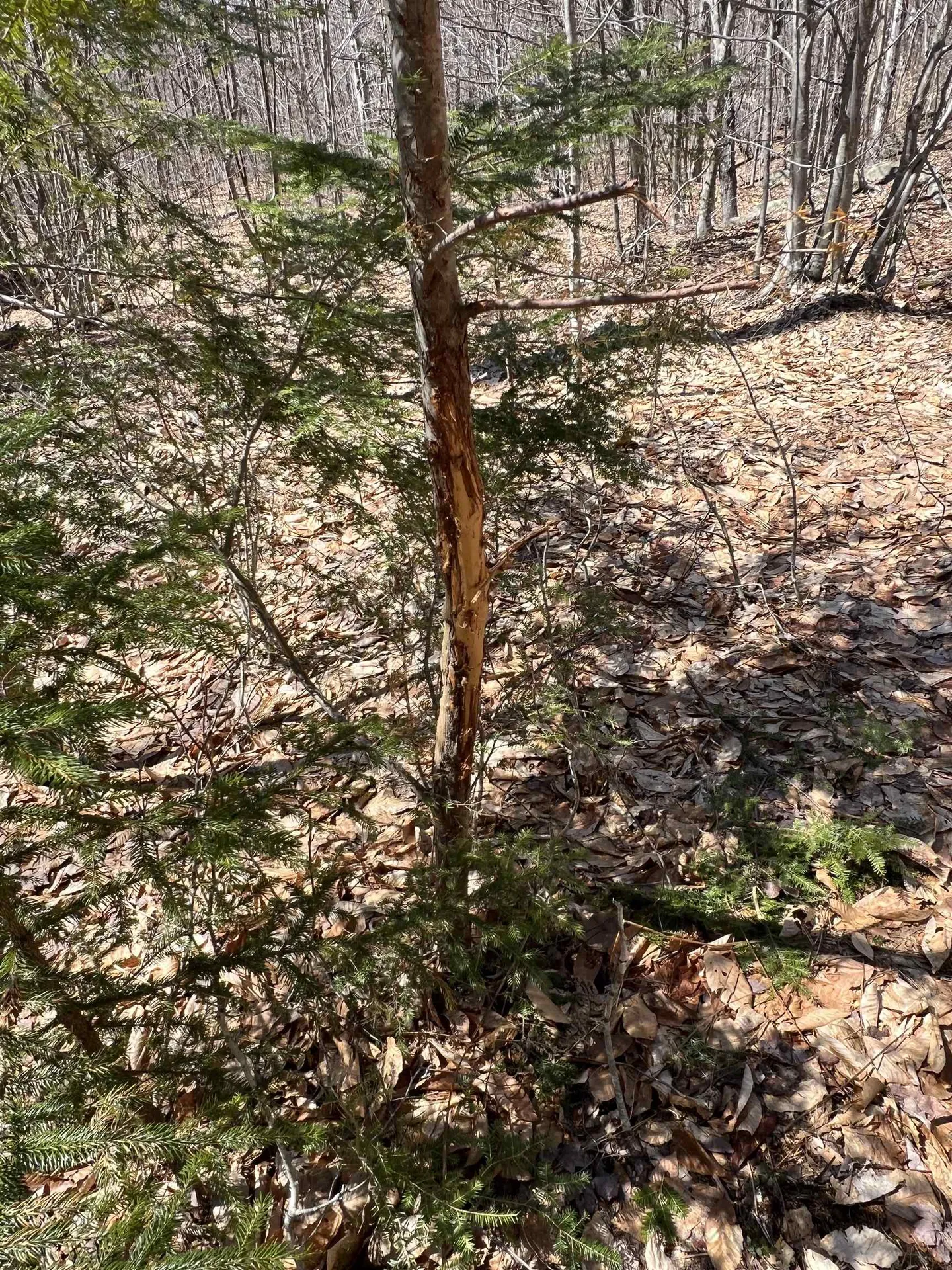 Forrester Road Jamaica VT 05343