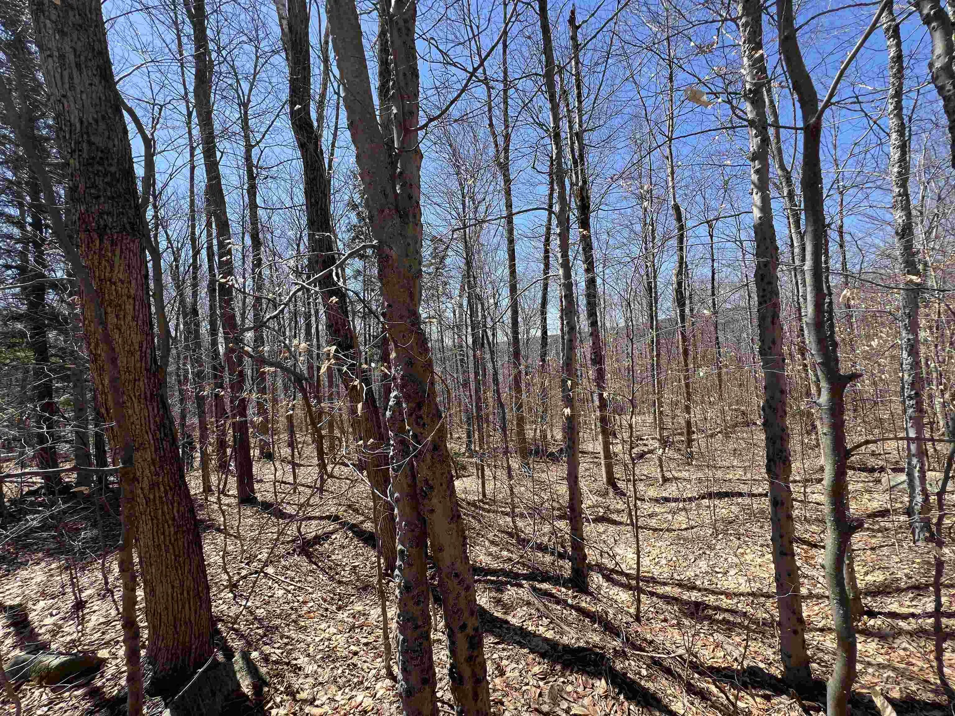 Forrester Road Jamaica VT 05343