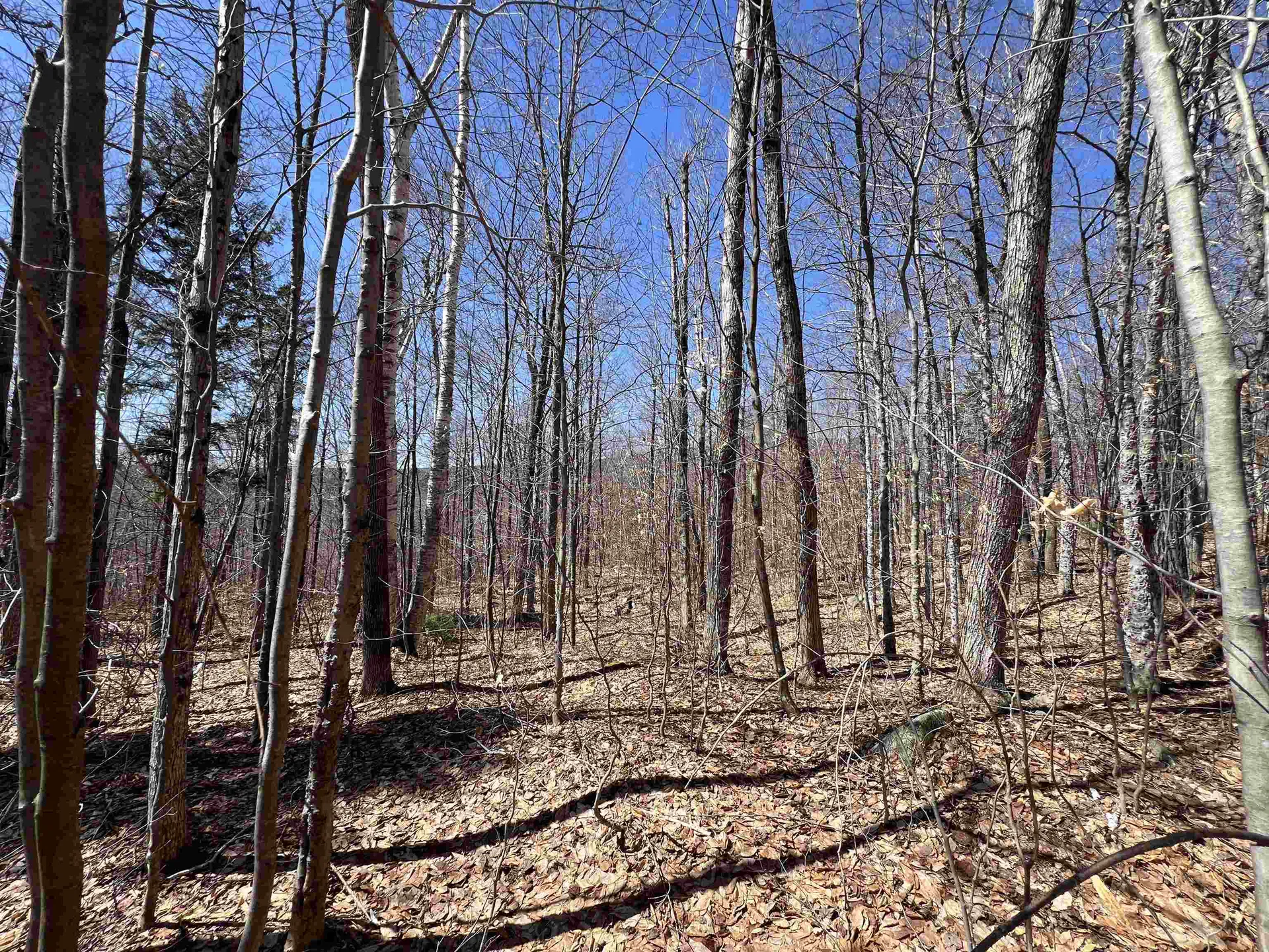 Forrester Road Jamaica VT 05343