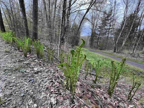 Tbd Rathburn Road Woodbury VT 05681