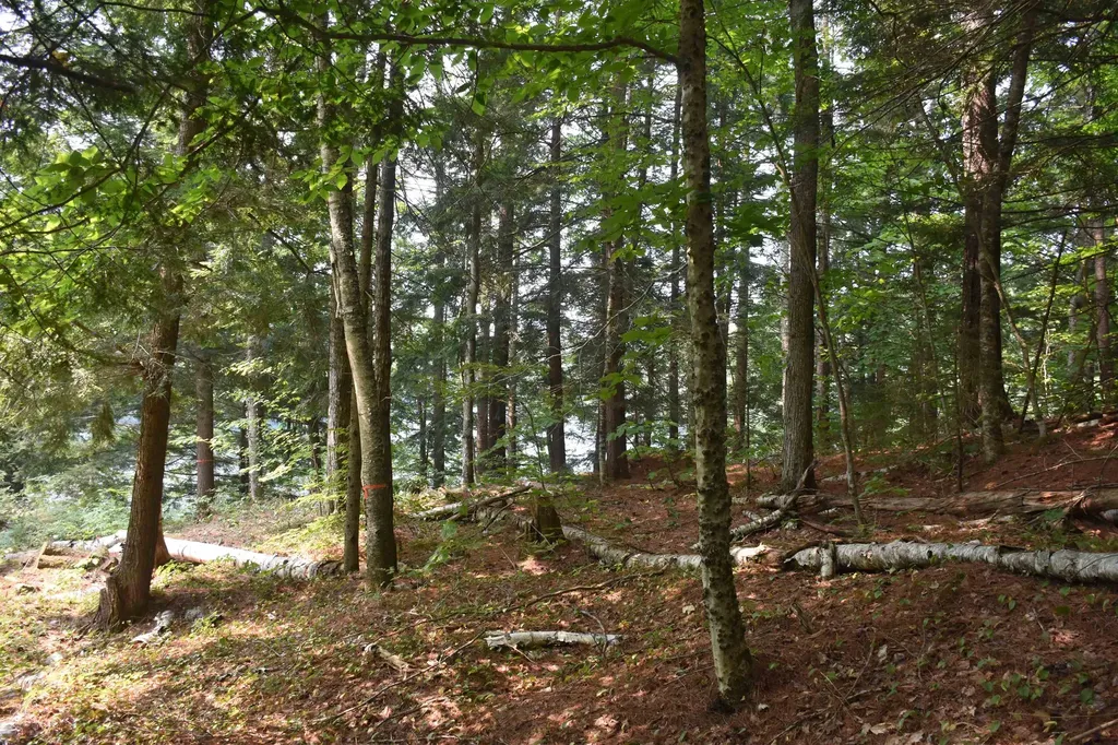 195 Meadow Lane Woodbury VT 05681