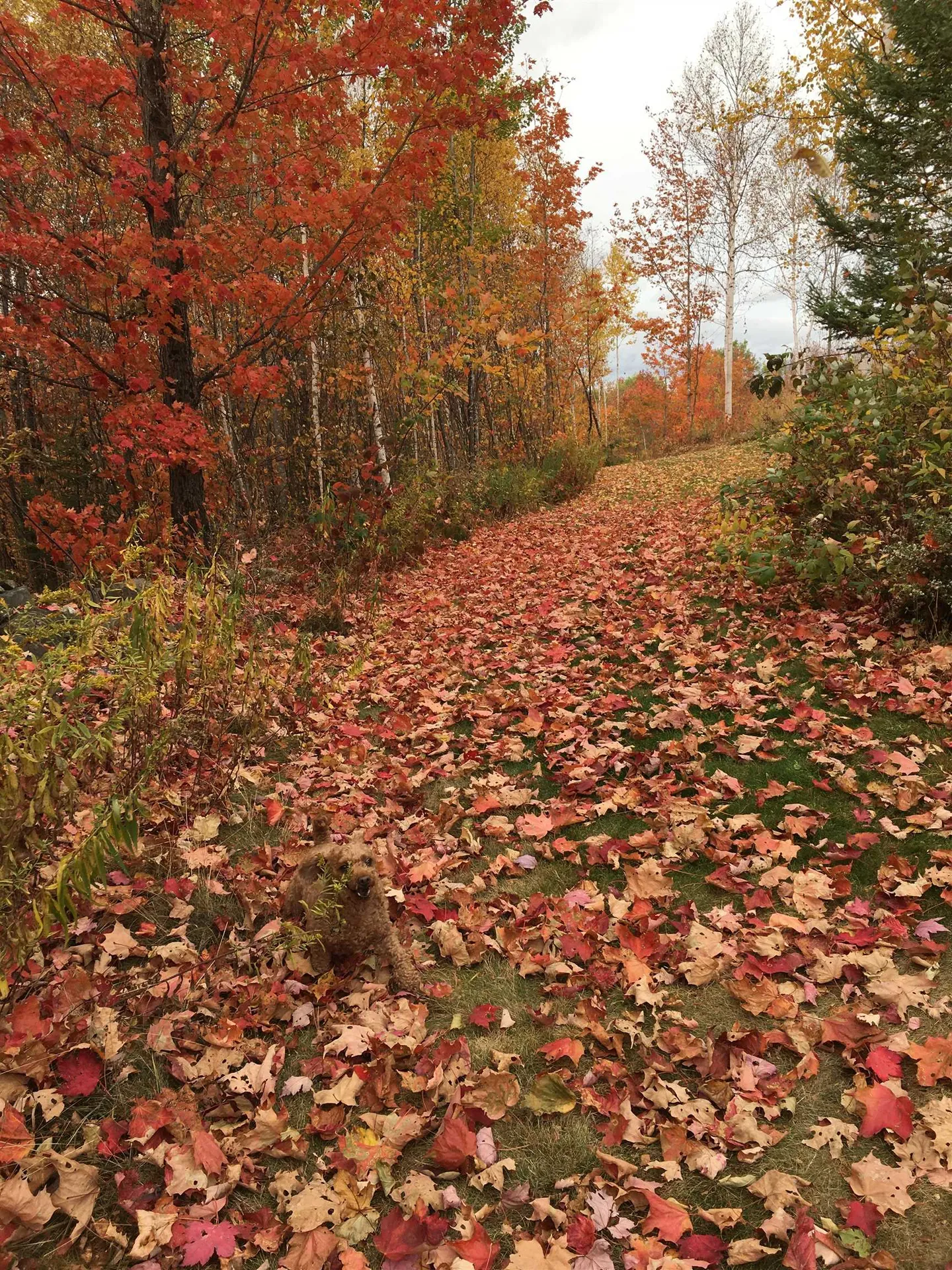223 Goudreault Road Concord VT 05824