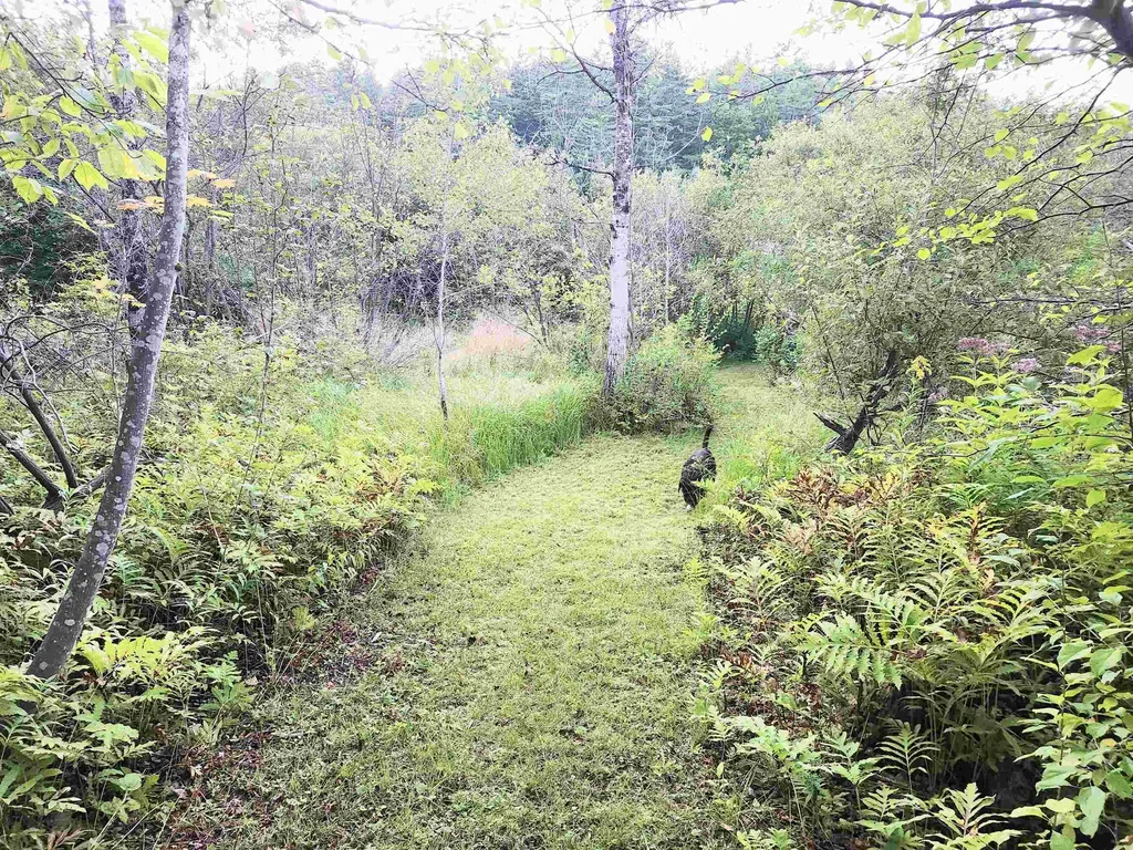 1292 Us Route 2 Marshfield VT 05658