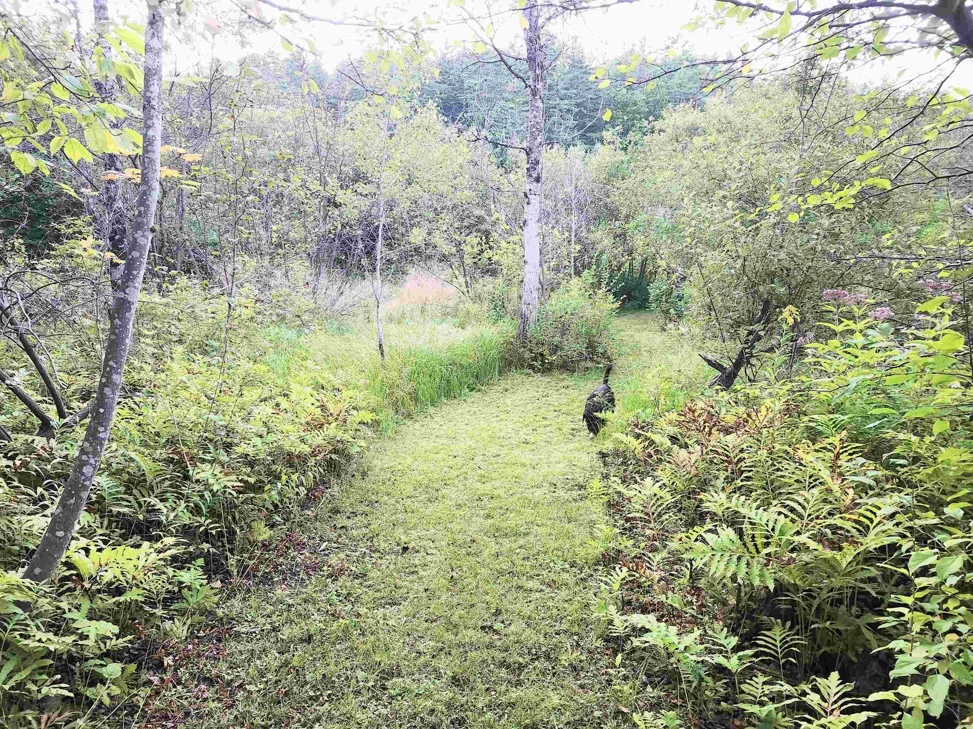 1292 Us Route 2 Marshfield VT 05658