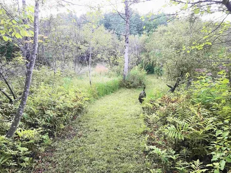 1292 Us Route 2 Marshfield VT 05658