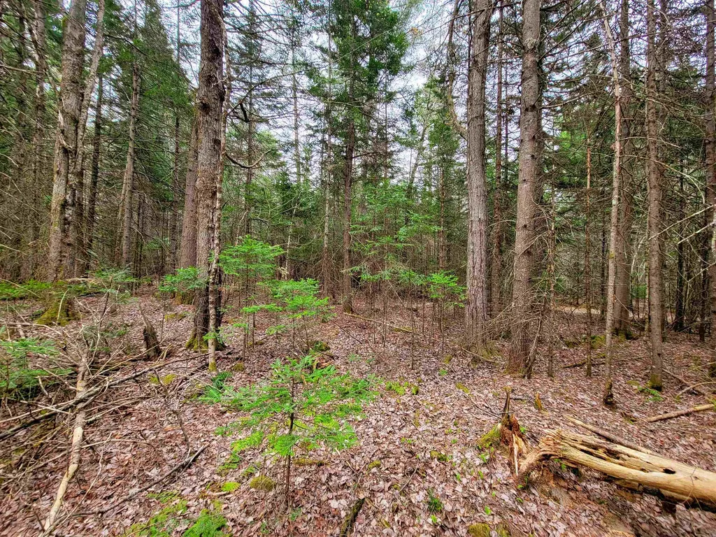 280 Guyette Road Marshfield VT 05658