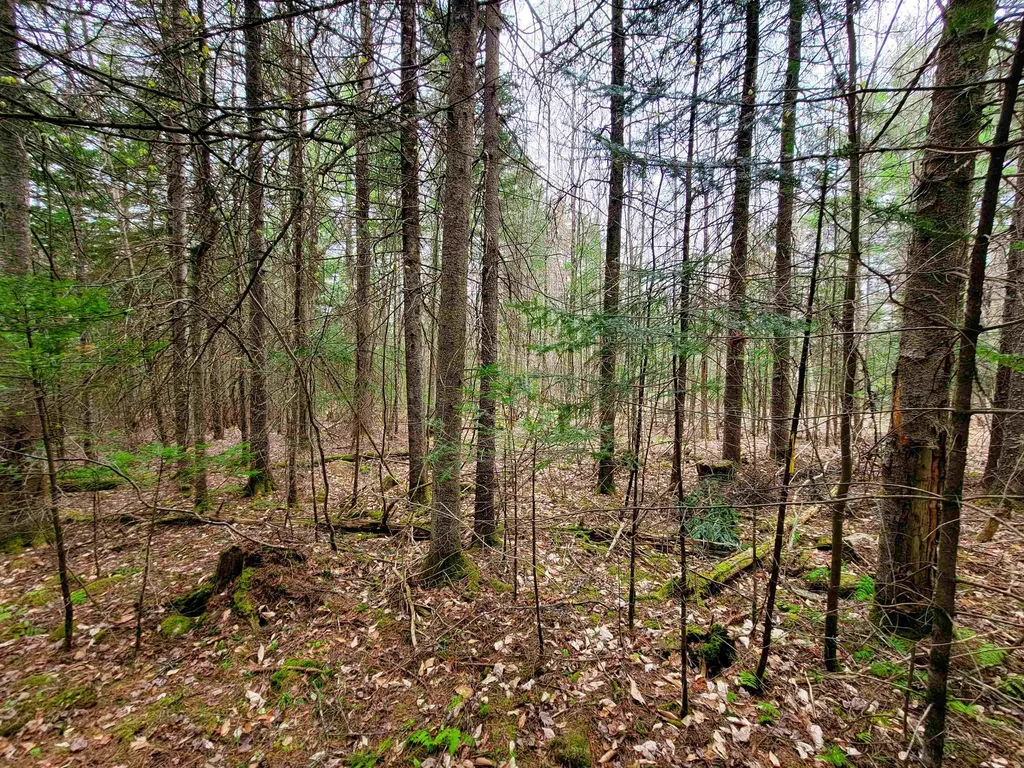 280 Guyette Road Marshfield VT 05658