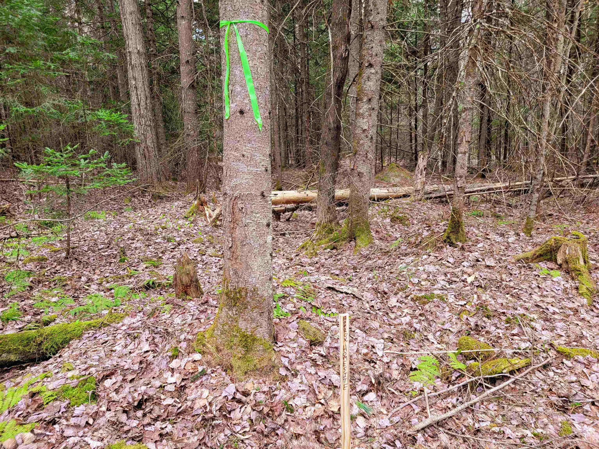 280 Guyette Road Marshfield VT 05658