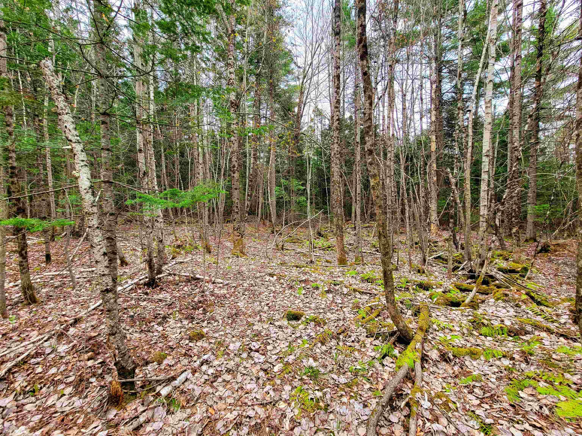280 Guyette Road Marshfield VT 05658