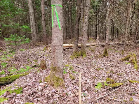 280 Guyette Road Marshfield VT 05658