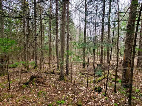 280 Guyette Road Marshfield VT 05658