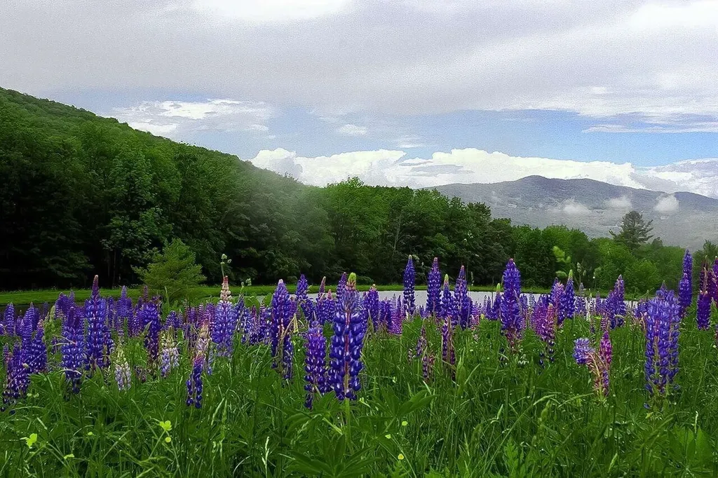 2358 Long Hill Road Woodstock VT 05091