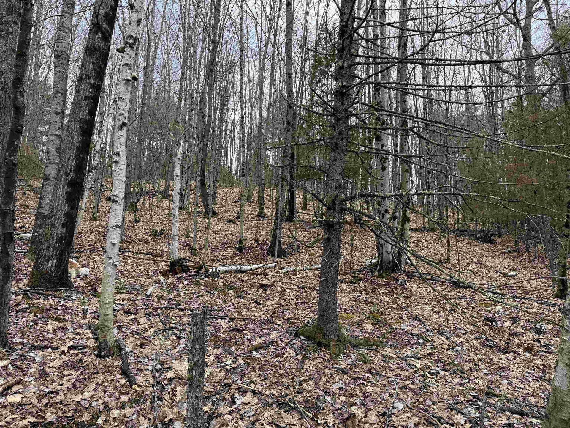 38 F Lang Road Bath NH 03740