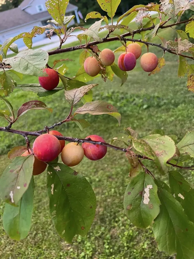 50 Gaudette Farm Road Fairfax VT 05454