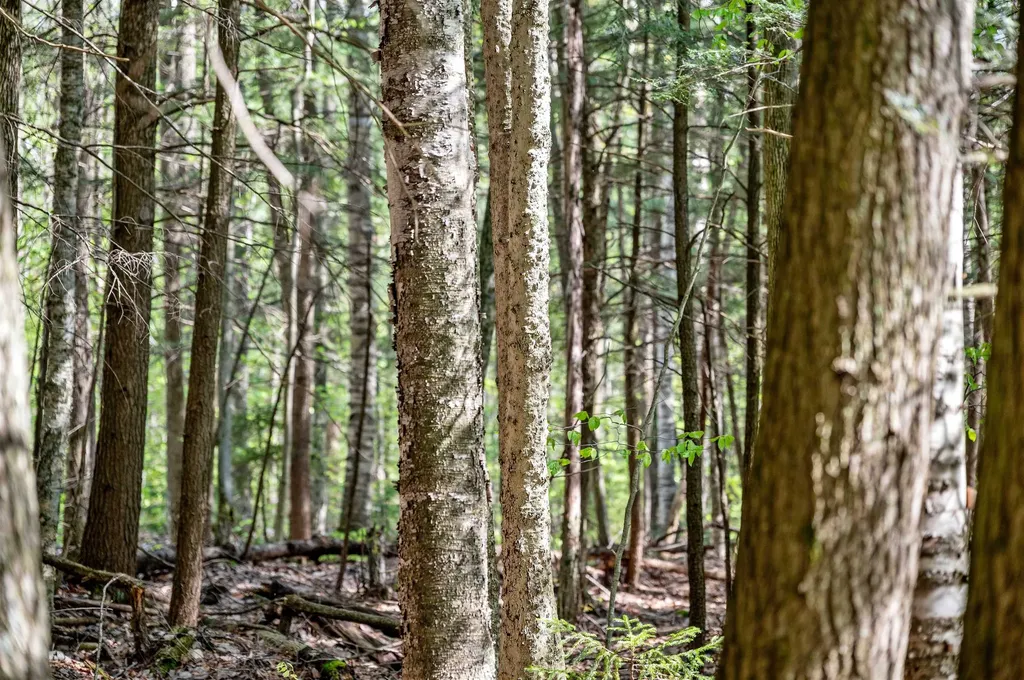 0 Sharpshooter Road Fayston VT 05673