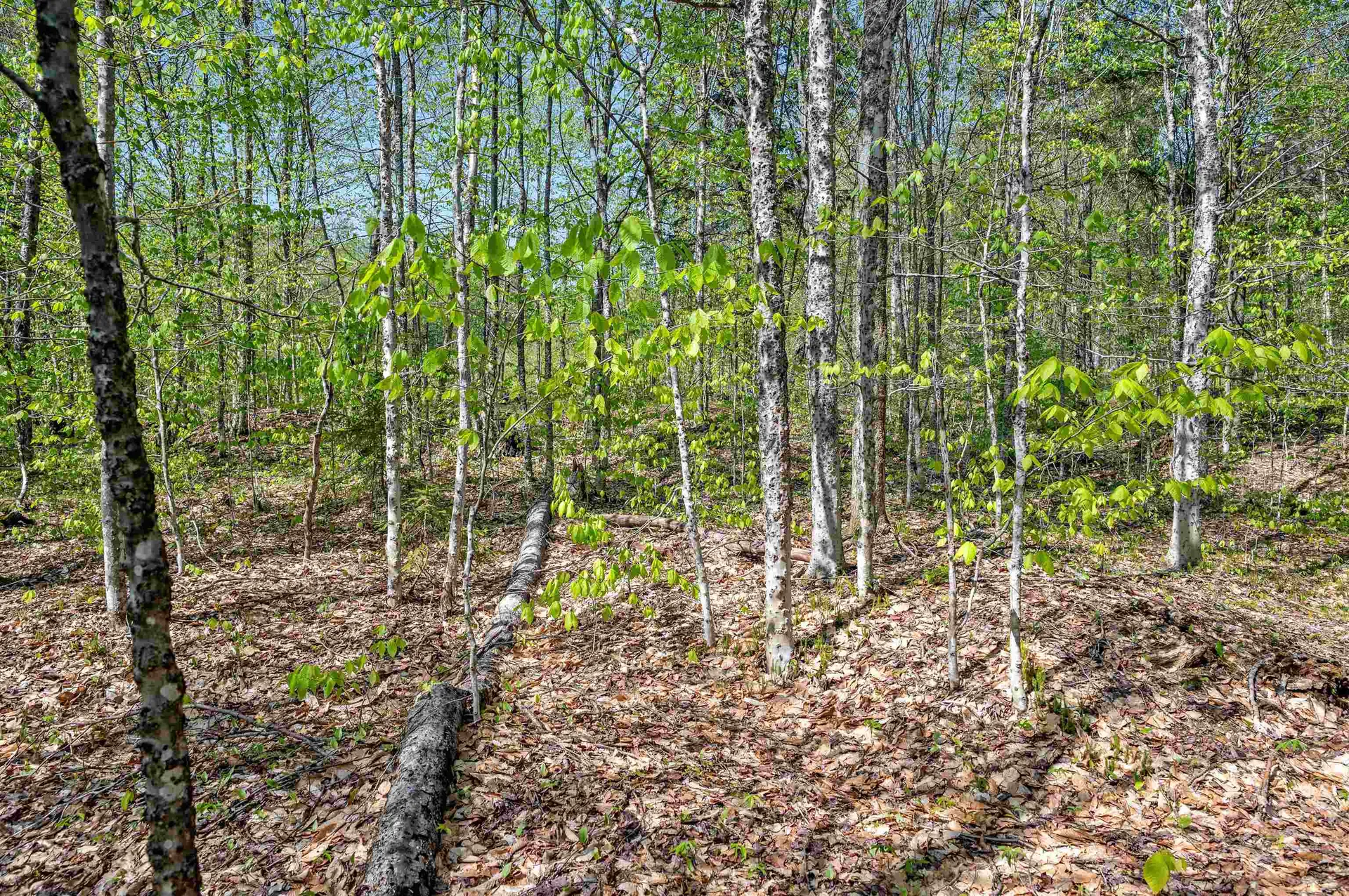 Fayston VT, Sharpshooter Road