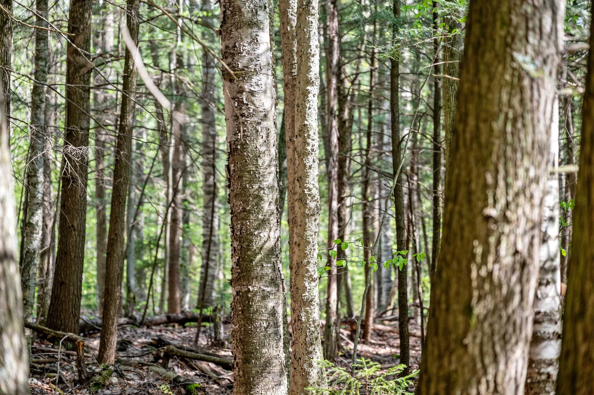 0 Sharpshooter Road Fayston VT 05673