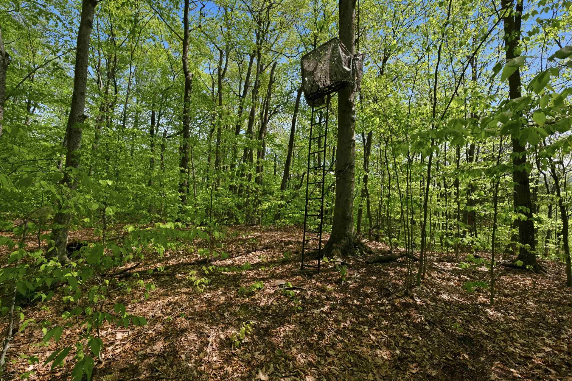 339 George Road Hebron NH 03241