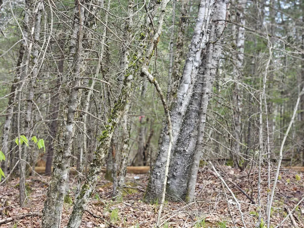 Lot 10.1 Wallace Hill Road Franconia NH 03580