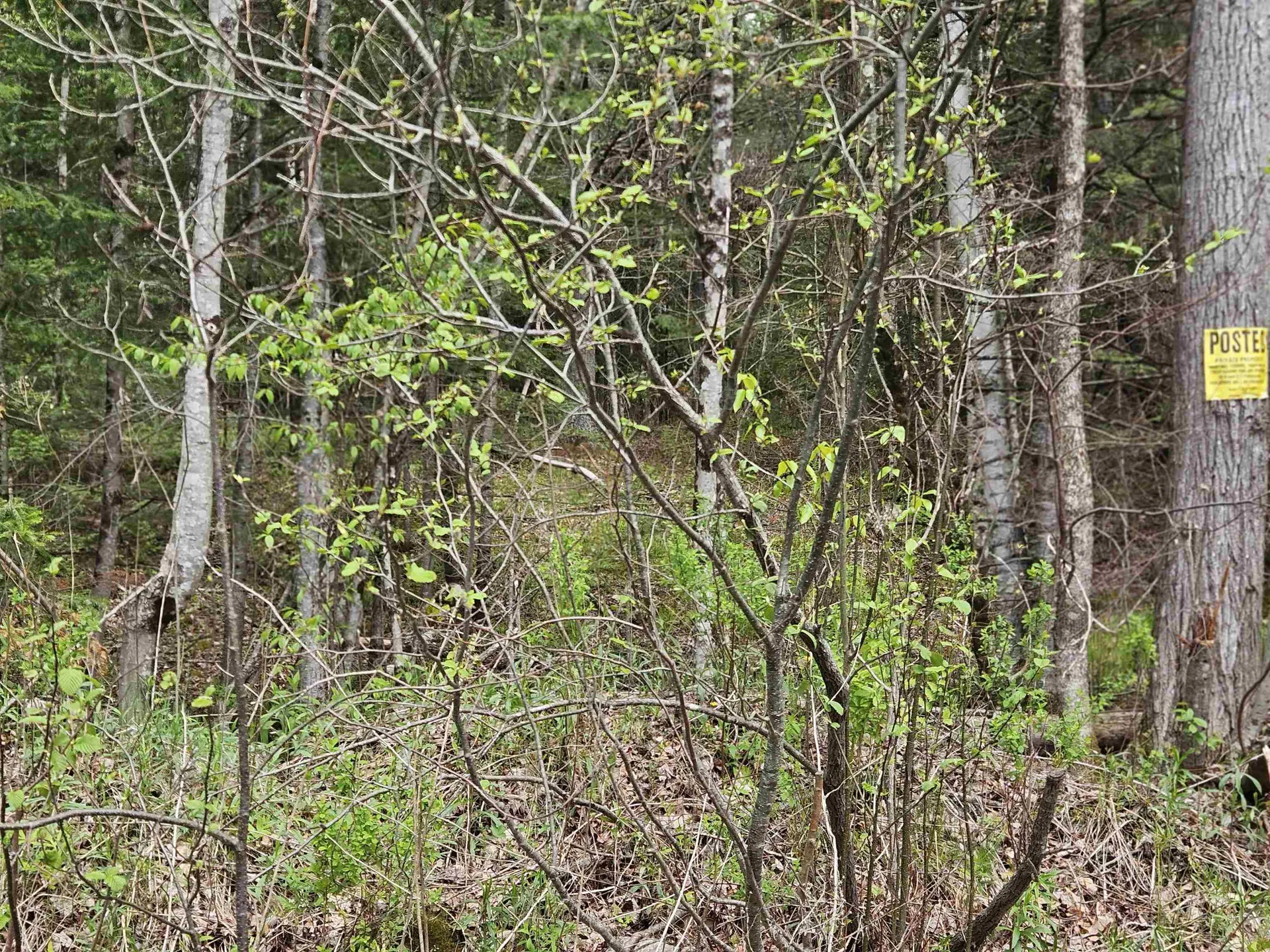 Lot 10.1 Wallace Hill Road Franconia NH 03580