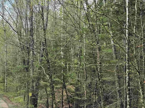 Lot 10.1 Wallace Hill Road Franconia NH 03580