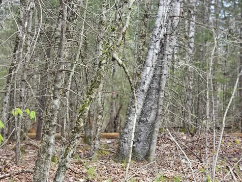 Lot 10.1 Wallace Hill Road Franconia NH 03580