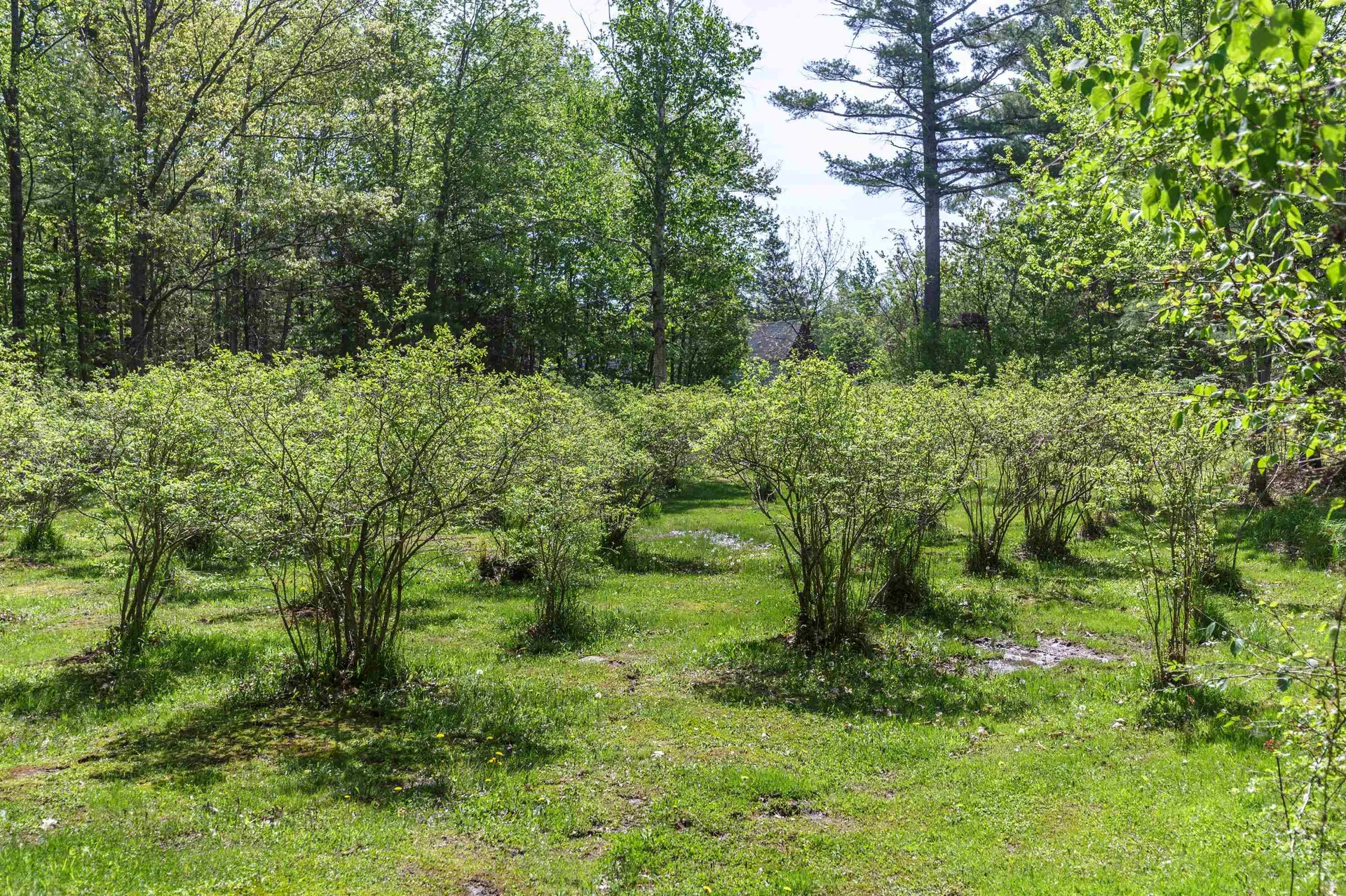 49 Moss Road Hopkinton NH 03229