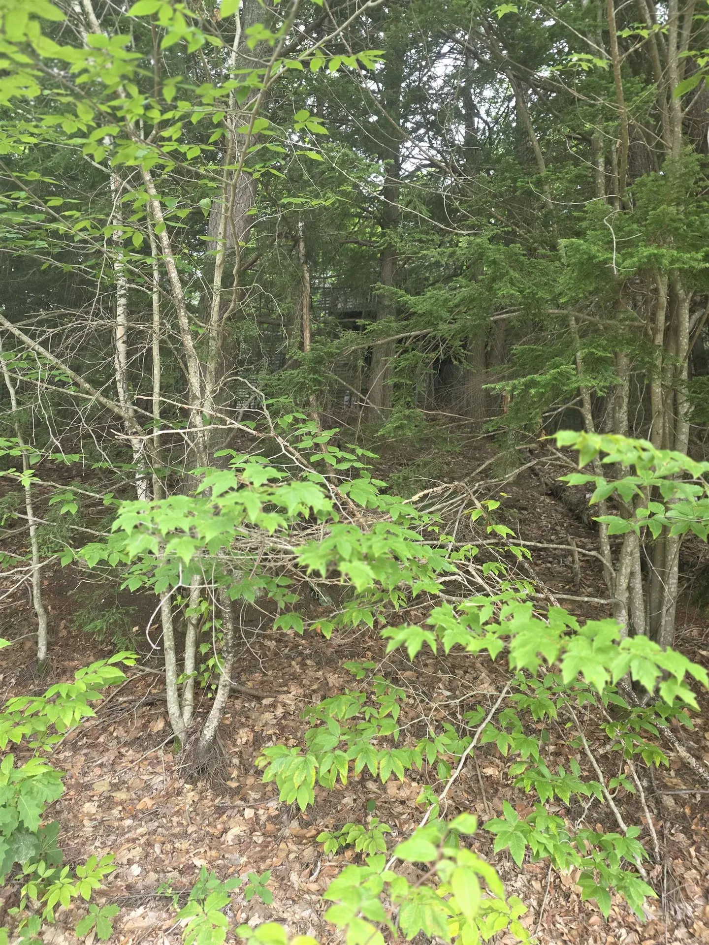 113 Bell Valley Road Campton NH 03223
