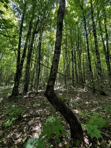00 Leclair Road Concord VT 05824