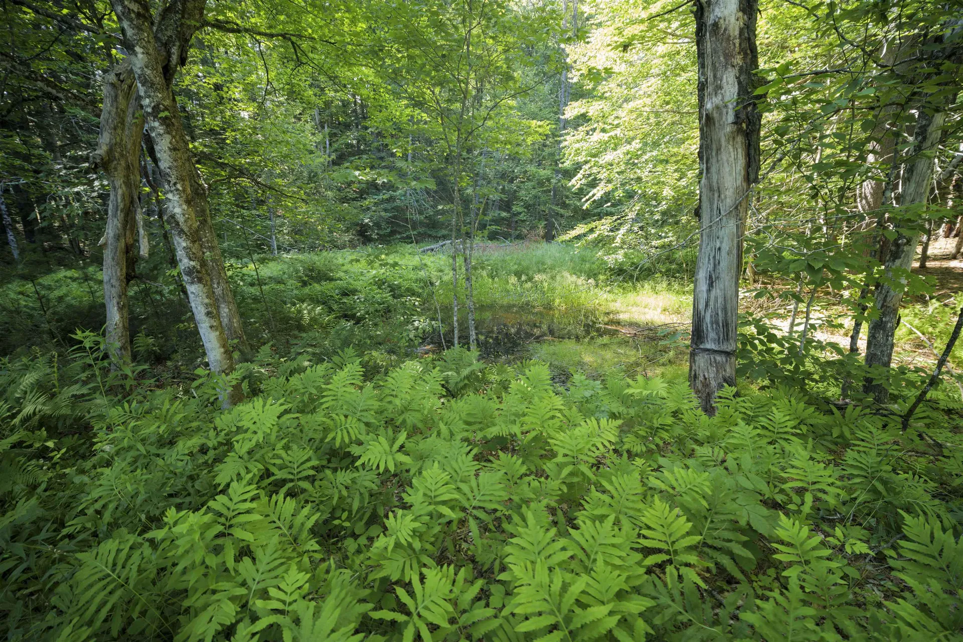 00 Howe Farm Road Jamaica VT 05343