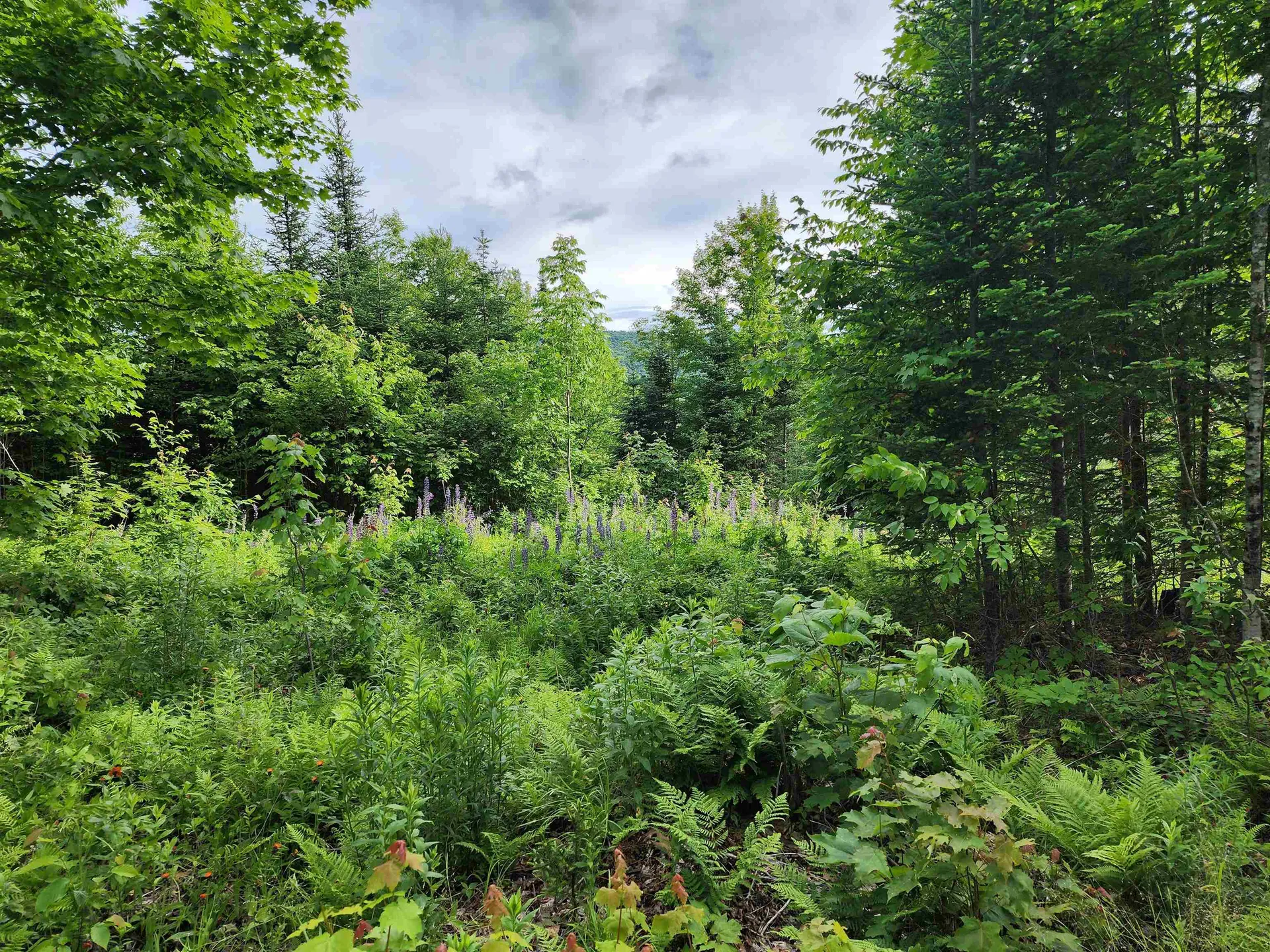 Lot 16 Ginnie Lane Errol NH 03579