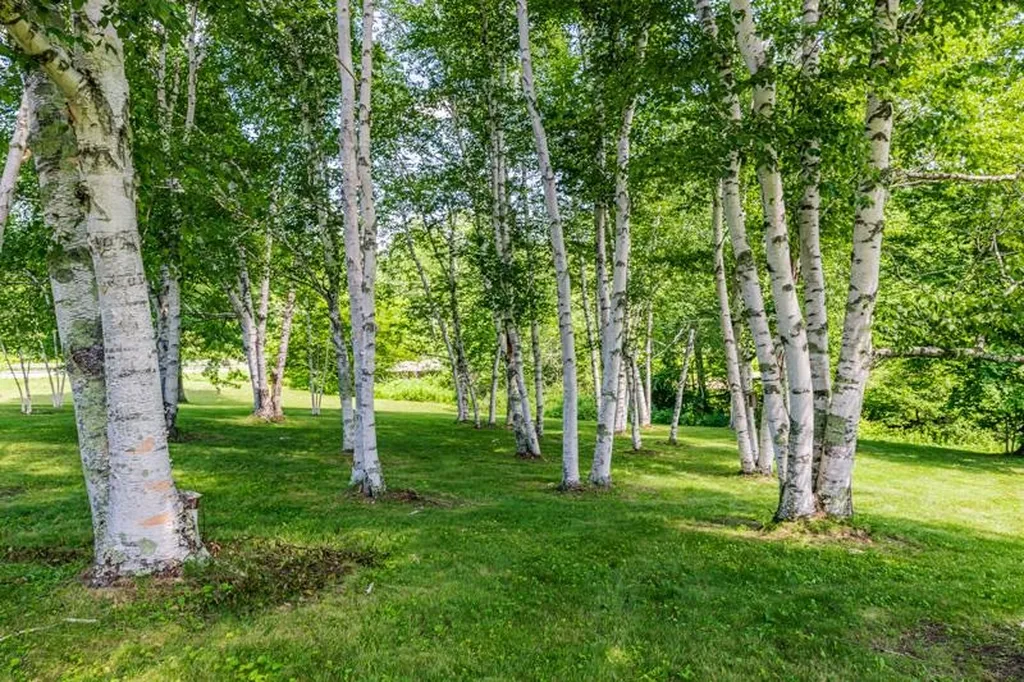 246 Brooklyn Road Mount Tabor VT 05739