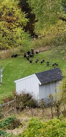 289 Lamb Hill Road Wells VT 05774