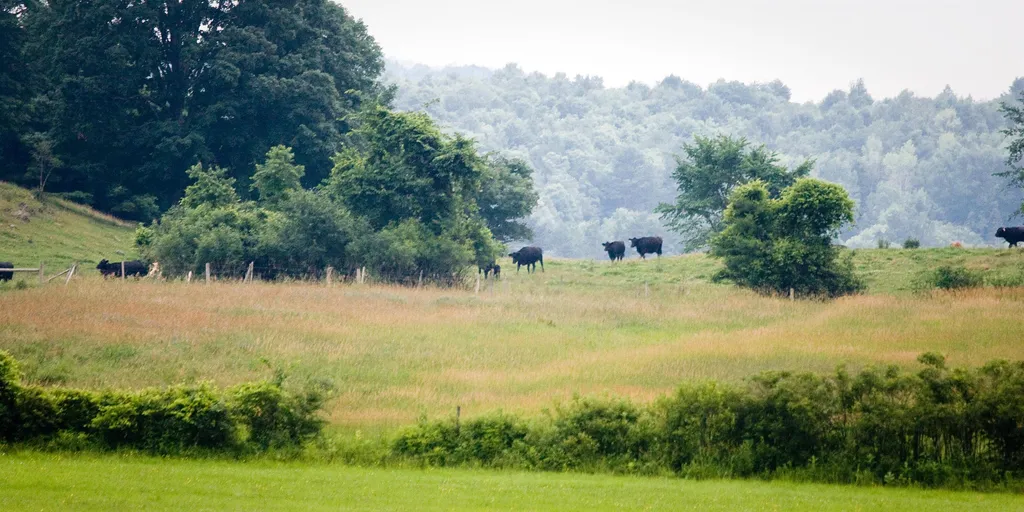 957 Pleasant Valley Road Benson VT 05743